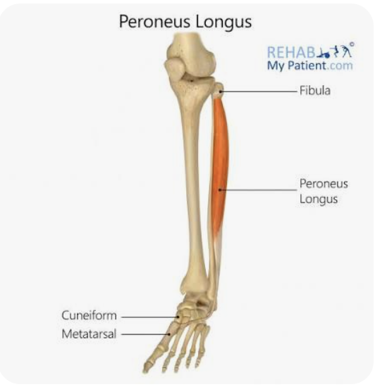 <p>O: Head of the fibula; upper fibula</p><p>I: Base of the first metatarsal; medial cuneiform</p><p>A: Eversion of the foot; (weak) plantar flexion of the foot</p><p>N: Superficial peroneal nerve</p>