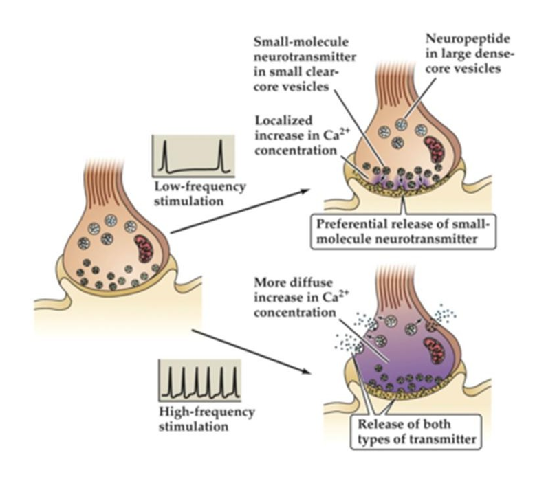 <p>Eenzelfde neuron kan verschillende signaalmoleculen bevatten → ifv activiteit van neuron verschillende signaalmoleculen vrijgesteld </p><p>→ Bij laag-frequente activiteit vnl. small-molecule NT</p><p>→ Bij hoog-frequente activiteit vnl. neuropeptiden</p>