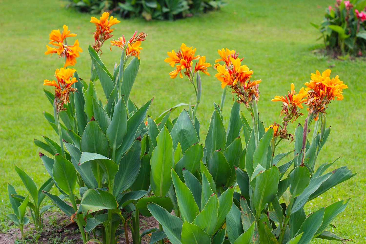 <p>large alternate leaves</p><p>middle stalk is flower</p><p>very erect shape</p><p>striped variegation on leaves sometimes</p>
