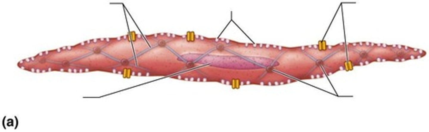 <p>In the walls of most hollow organs, excluding the heart.</p>