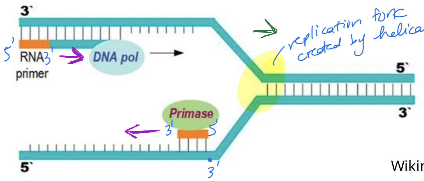 <p>Attaches 5’ of a DNA nucleotide to the 3’ end of a strand.</p><p>Of the 3’ end of the parent strand to the 5’ end.</p>