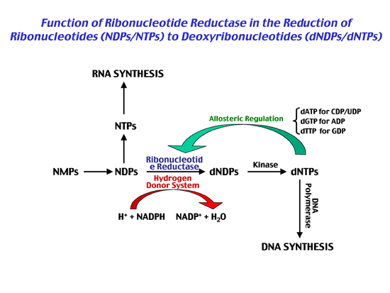<p>RNR activity is highly regulated to maintain balanced dNTP pols, which is critical for genomic stability. The enzyme contains allosteric sits that bind effector molecules (like dATP), which can shut down the enzyme to prevent toxic levels of deoxynucleotides</p>