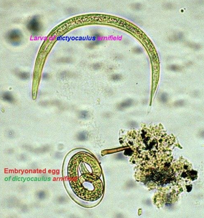 <p><span>Dictyocaulus larva (Lungworm of ruminants and equine)</span></p>