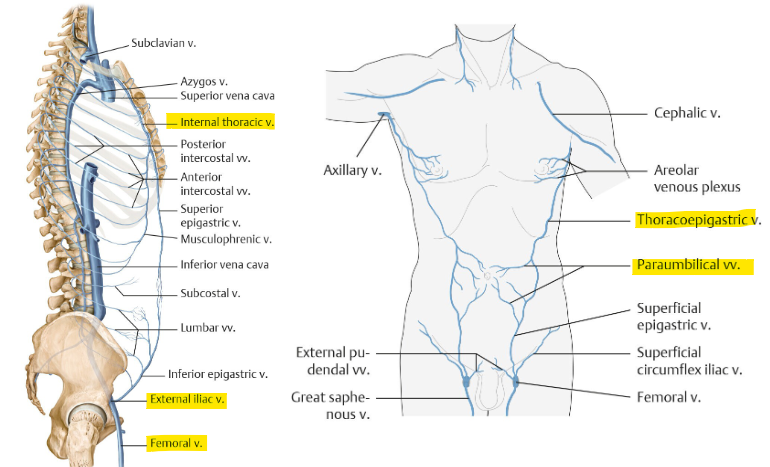 <ul><li><p>thoracoepigastric v. + paraumbilical v. </p><ul><li><p>drain into int. thoracic, ext. iliac, femoral v. </p></li></ul></li></ul><p></p>