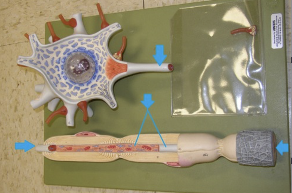 <p>transmits nerve impulse (action potential) towards axon terminals to “signal” other cells</p>