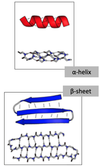 <p>α-helix</p><p>• An amino group makes a hydrogen bond with a carboxyl group 4 AAs down the chain, creating a helical shape in the polypeptide. </p><p>β-pleated sheets</p><p>• An amino group makes a hydrogen bond with a carboxyl group in the folded back polypeptide chain.</p><p>• Can be parallel or anti-parallel.</p>