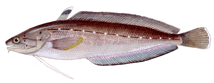 <ul><li><p>cod-family but 2 dorsal fins</p></li><li><p>1st dorsal is showy </p></li><li><p><span style="background-color: transparent;">White spots on lateral line </span></p></li><li><p><span style="background-color: transparent;">barbel </span></p></li><li><p><span style="background-color: transparent;">rounded caudal </span></p></li></ul><p></p>