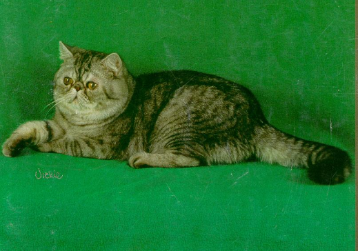 <p>A flat-faced, short-haired cat breed resembling a short-haired Persian</p>