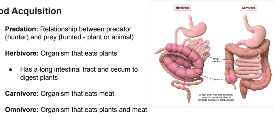 <ul><li><p><strong>Predation</strong>: Relationship between predator (hunter) and prey (hunted - plant or animal)</p></li></ul><p></p>