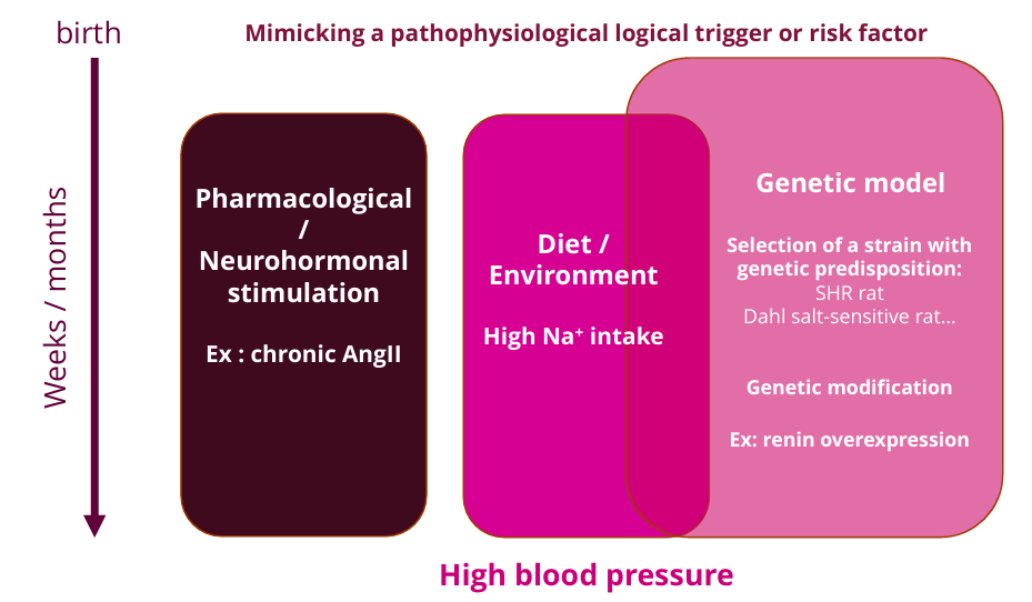 <p>Mimic this pathology using genetic selection, neurohormonal stimulation, dietary changes, or genetic manipulation</p><p></p>