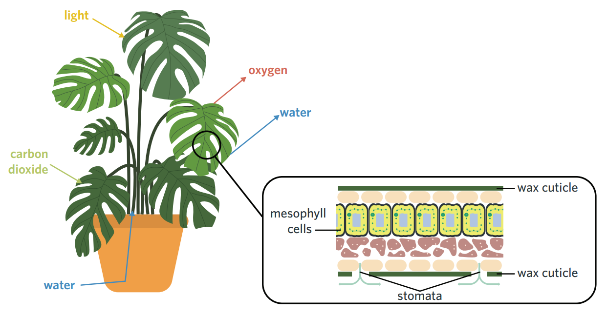 <ul><li><p>plants mainly perform photosynthesis at the leaves. they typically have a large surface area to maximise the amount of light hitting the surface. there are many cell types in leaves that perform different functions:</p></li><li><p>mesophyll cells - contain lots of chloroplasts → main cell type in leaves that photosynthesise.</p></li><li><p>sheath bundle cells?</p></li><li><p>stomata - tiny pores on the surface of leaves that open and close to regulate gaseous exchange. when open, carbon dioxide in the atmosphere diffuses into the leaf, and oxygen and water are lost, which the plant must regulate by closing the stomata.</p></li></ul><p></p>