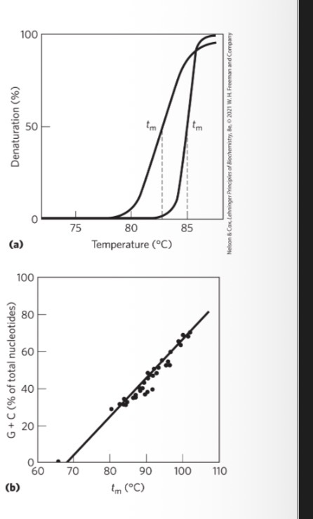 <p><span>temperature at which ½ of DNA is present as separated single strands</span></p><p><span>increases with content of G≡C base pairs</span></p>