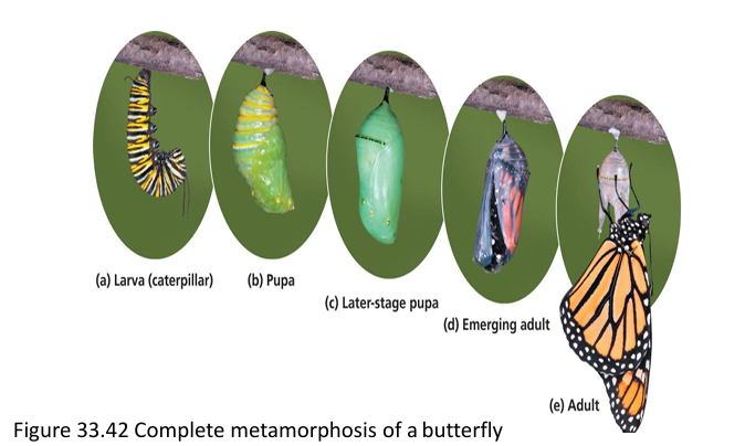 <p>a) Larva (caterpillar) spends time eating, growing, moulting as it grows </p><p>b) After several moults, larva develops into pupa </p><p>c) Within pupa larval tissues broken down, adult built by division and differentiation of cells quiescent in the larva </p><p>d) Eventually adult begins to emerge</p><p></p>