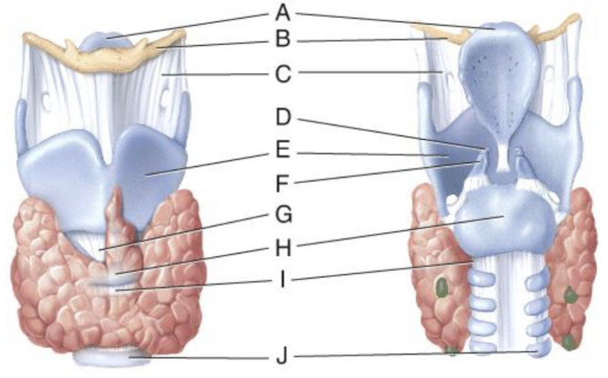 <p>What is line D pointing to?</p>