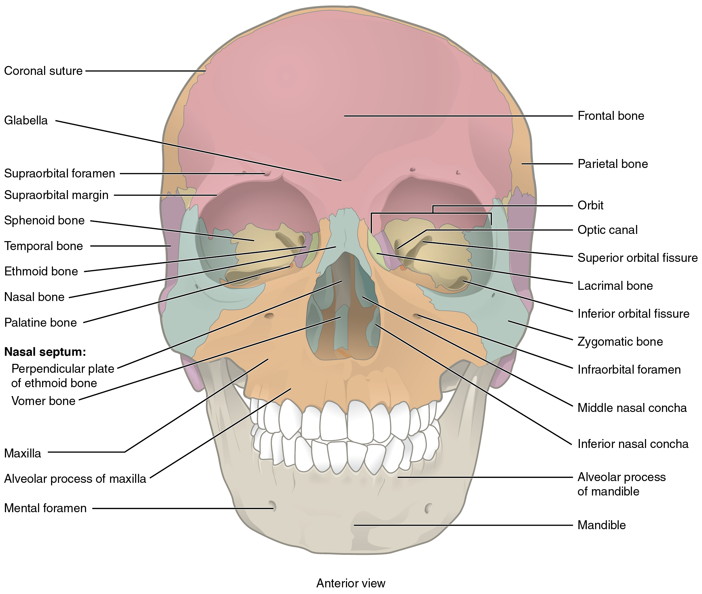 <p>skull we are gonna do articulation next </p>
