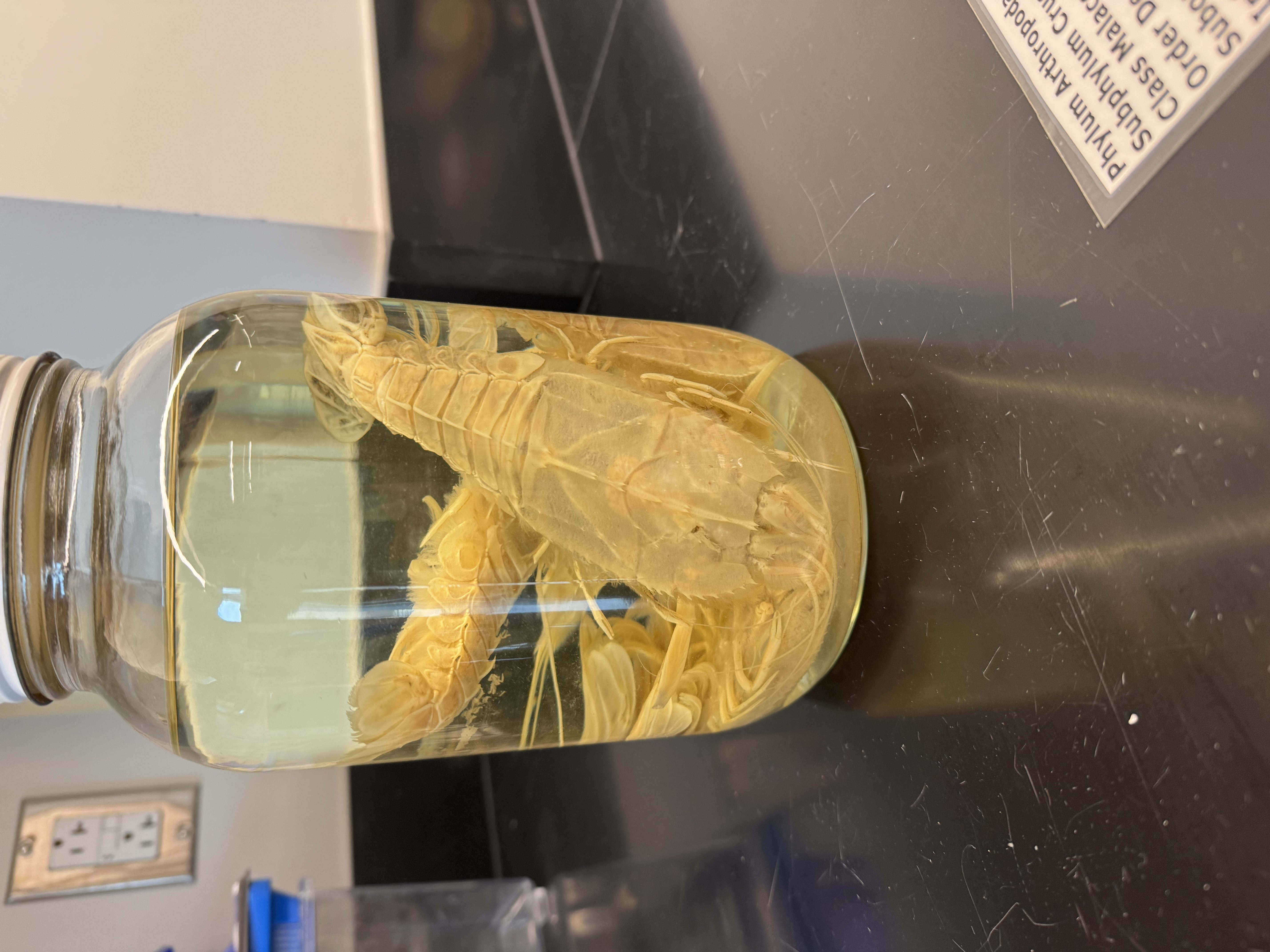 <p>Phylum?</p><p>Subphylum?</p><p>Class?</p><p>Order?</p><p>Suborder?</p><p>Infraorder?</p>