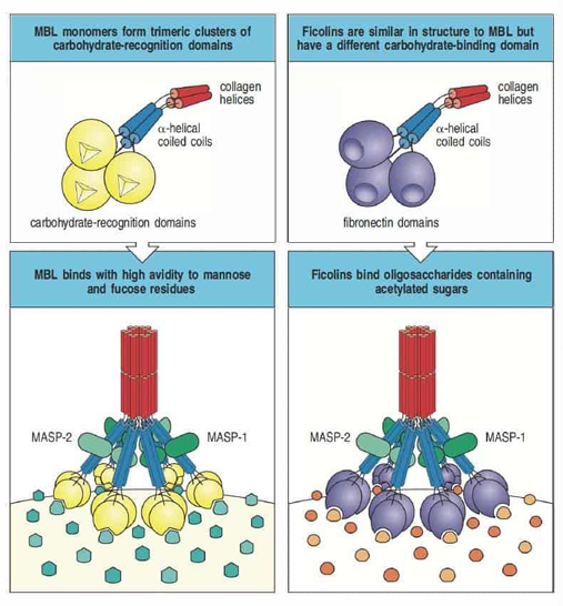 <p> es un grupo de moléculas con estructura y función similar a MBL pero, en vez de presentar un dominio de tipo lectina, presentan un dominio de tipo fibrinógeno. Este hecho confiere a las ficolinas la posibilidad de reconocer oligosacáridos que contengan glúcidos acetilados.</p>