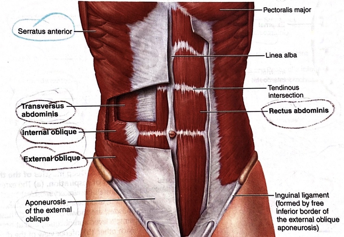 <p>External obliques</p>