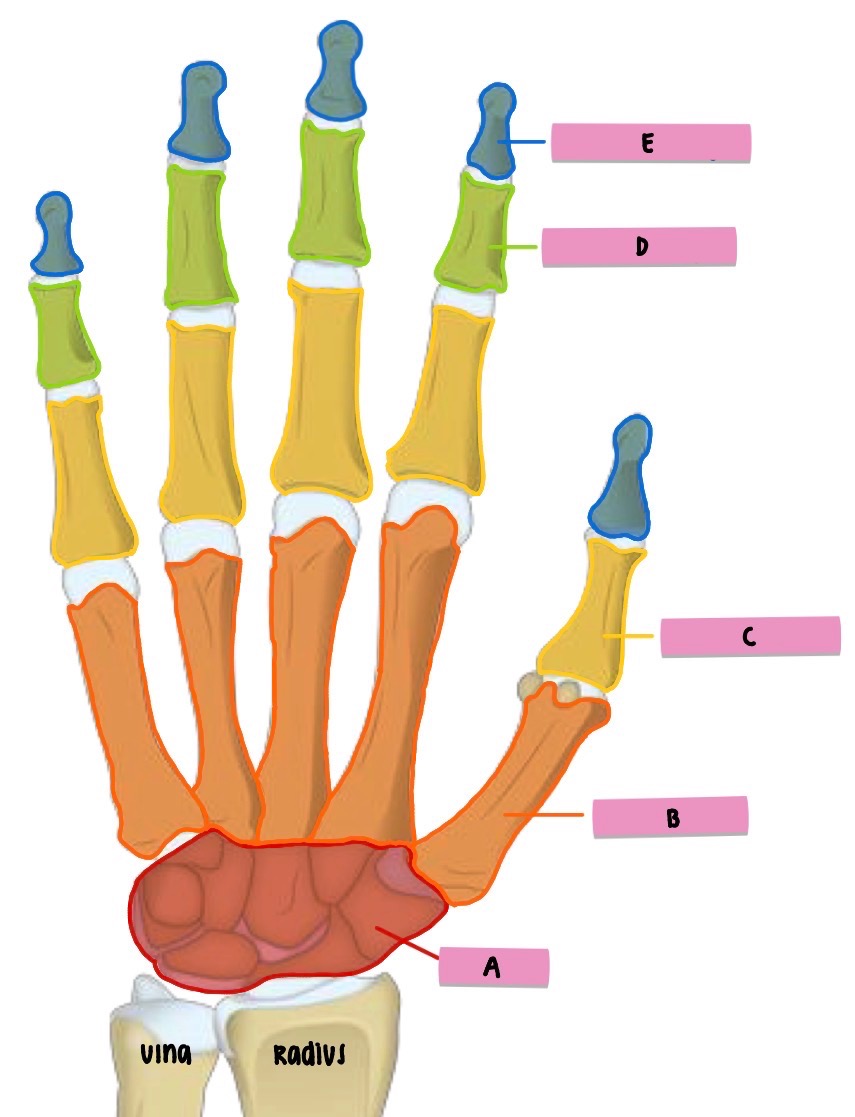 <p><strong>label </strong>the <strong>features</strong> (ANT hand)</p>