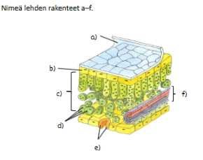 term image