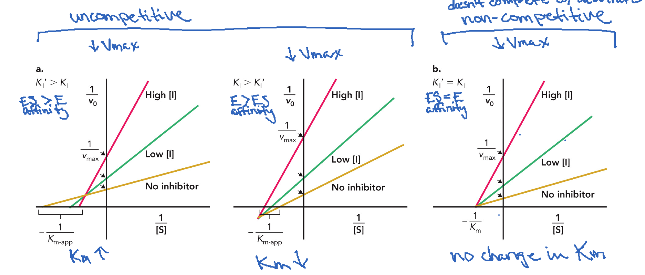 <p>LEFT: K<sub>i</sub><sup>’</sup> > K<sub>i</sub><sup> </sup>inhibitor prefers E over ES because smaller k = stronger binding, Km ↑Vmax <strong>↓</strong> (looks like competitive inhibition), </p><p>MIDDLE: K<sub>i</sub> > K<sub>i</sub>’, inhibitor prefers ES complex, Km ↓ Vmax ↓, (look like uncompetitive), </p><p>RIGHT: K<sub>i</sub> = K<sub>i</sub>’, equal binding to E and ES. Km unchanged and Vmax ↓, pure noncompetitive inhibition</p>