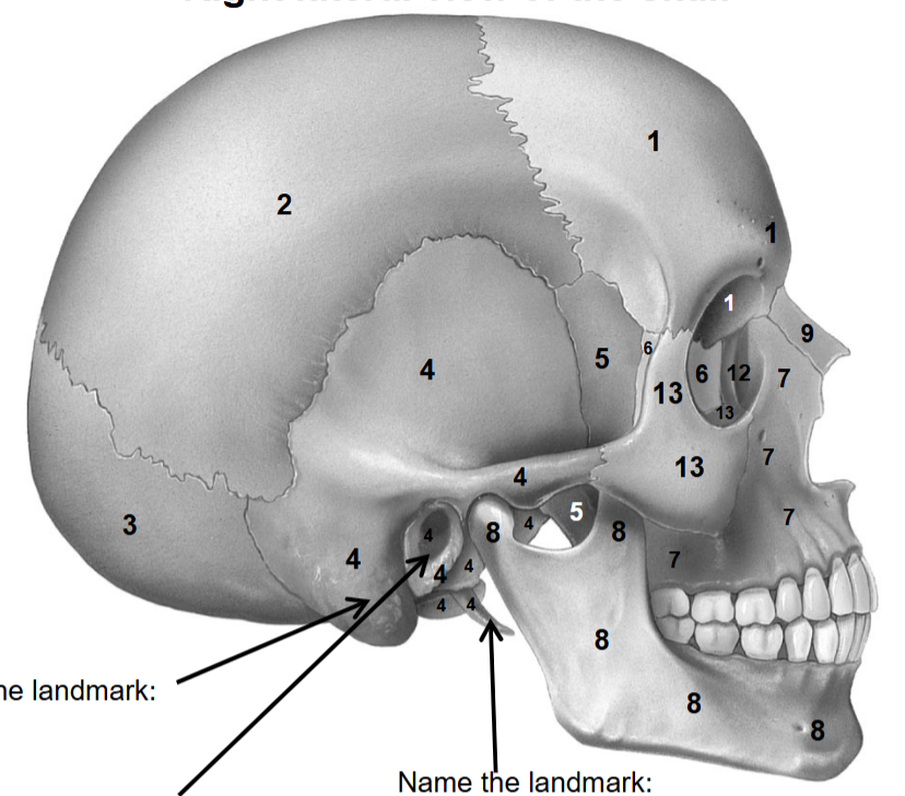 <p>What bone is at ‘9’?</p>