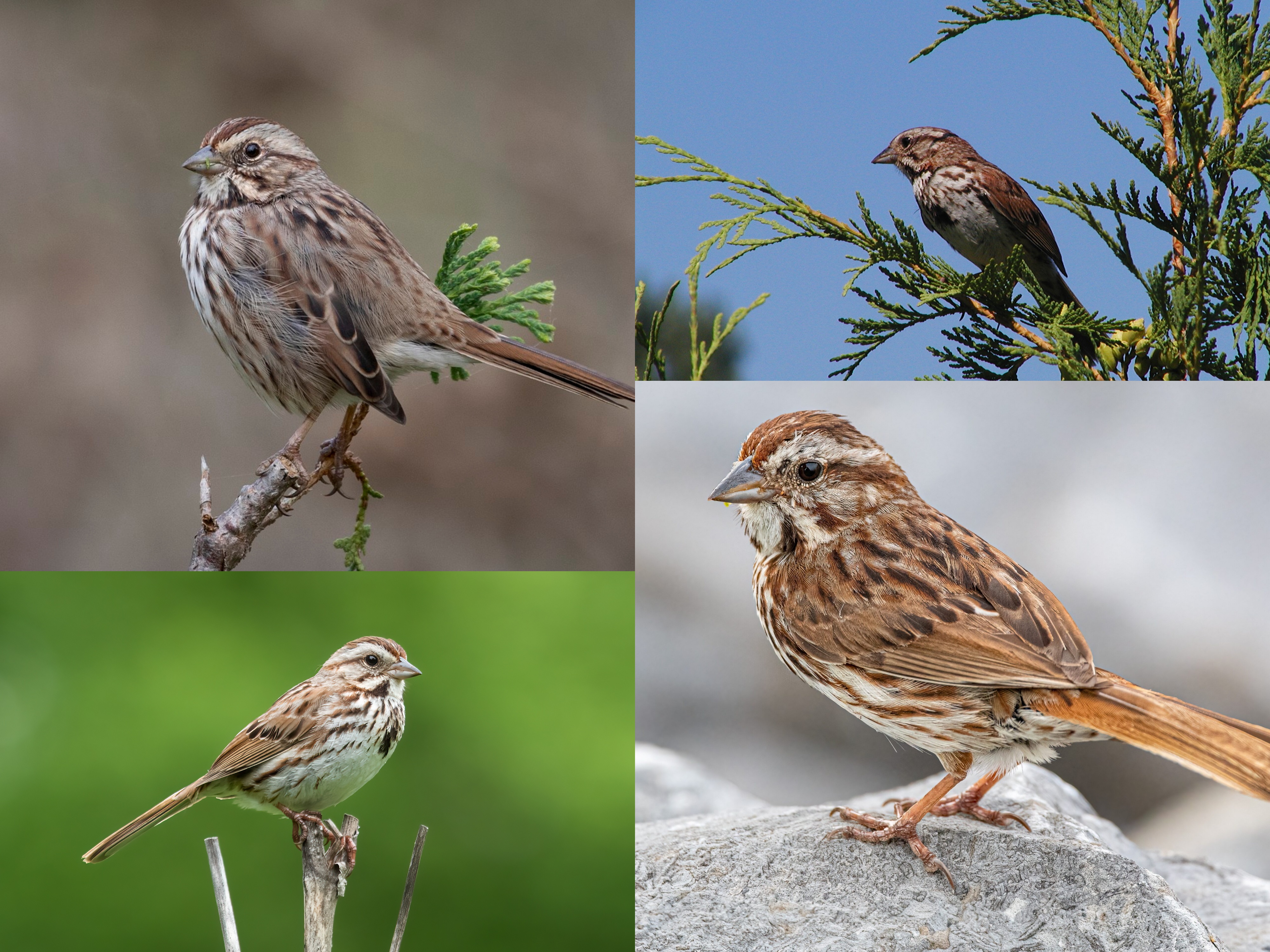<p>Order: Passeriformes</p><p>Family: Passerellidae</p><p>CN: Song Sparrow</p><p>Alpha Code: SOSP</p>