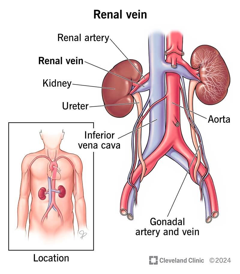 <p>Blood travels to the kidneys from the heart via the aorta, which branch into the left and right renal arteries. The blood is filtered in kidneys and leaves via renal veins. Blood enters the inferior vena cava and goes back to heart. Heart → Aorta → Renal arteries → Kidneys → Renal veins → Inferior vena cava → Heart.</p>