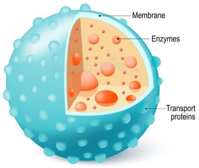 <p>Lysosome</p>