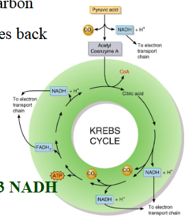 <ul><li><p>In the matrix of the mitochondria</p></li><li><p>Acetyl-CoA "drops off" the 2-carbon Acetyl fragments, the CoA diffuses back to “reload”</p></li><li><p>Each turn of the cycle, completely oxidizes an Acetyl</p></li></ul><p>Yields:</p><ul><li><p>2 CO2, 1 ATP, 1 FADH2, and 3 NADH</p></li></ul><p></p>