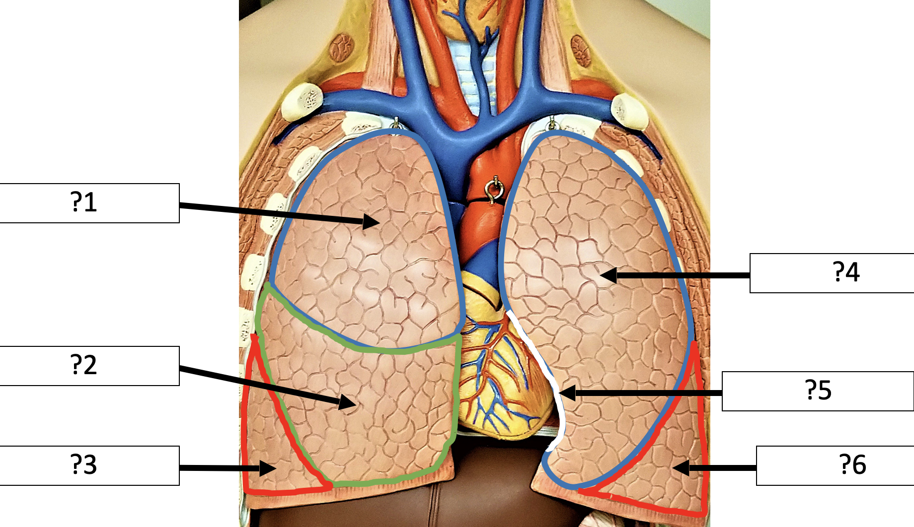 <p>1 Name the lobe?</p>