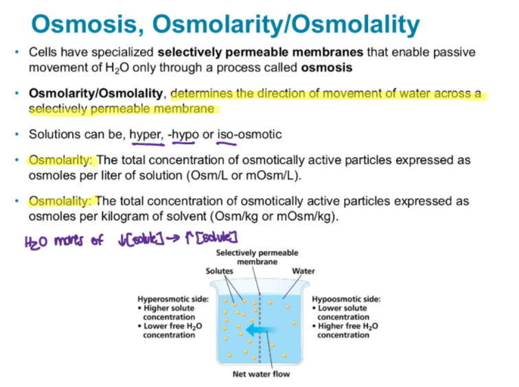 <p>they determine the direction of movement of water across a selectively permeable membrane</p><p></p><p>osmolarity: per litre of solution</p><p>osmolality: per kg of solvent</p>