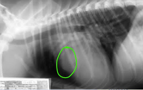 <p>Vascular pattern</p><ul><li><p>dog with paten ductus arteriosus (PDA)</p></li></ul><p></p>