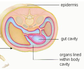 <p>body cavity</p>