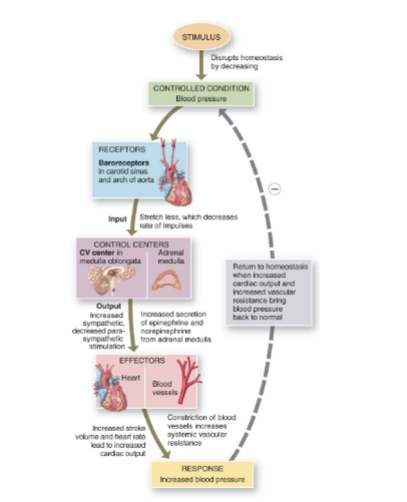<p>(Neural regulation of BP) Chemoreceptor reflexes</p>