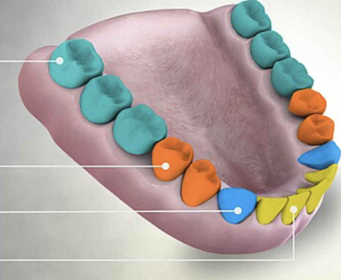 <p>“turquoise”</p>