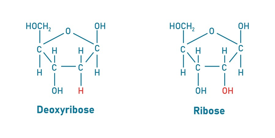 <p>deoxyribose: -H on carbon 2</p><p>ribose: -OH on carbon 2</p>