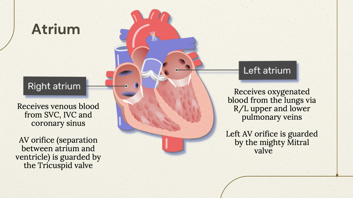 <p><u>Left Atrium</u> - one of the four chambers of the heart, located on the left side, it is responsible for receiving oxygen-rich blood from the lungs and transferring it to the left ventricle. </p><p></p><p></p>