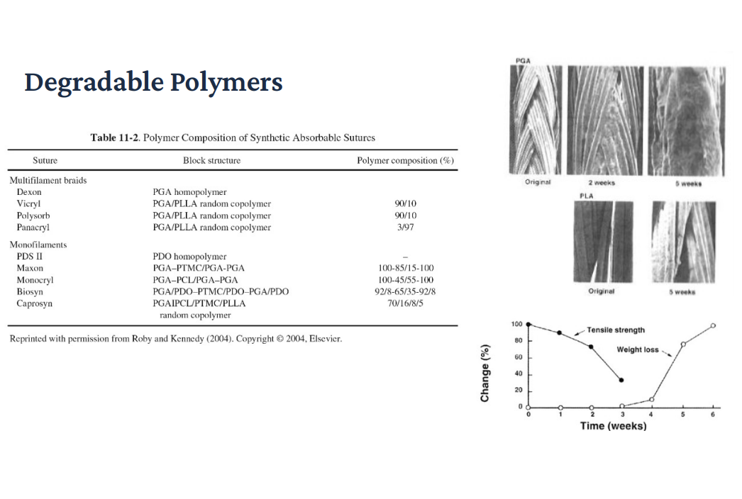 <p>Degradable Polymers => common materials = PGA, PLA, PDO, and copolymers (mixtures of the above). </p><p>Multifilament braids (FASTER DEGRADATION) => braided structures. Ex. decron, vicryl, polysorb, typical<strong> PGA or PGA/PLA copolymers</strong>; properties = <strong>flexible and easy to handle, faster degradation, higher SA (more water penetration). </strong>Ex. vicryl = ~90% PGA/10% PLA => balanced strength and moderate degradation rate.</p><p>Monofilaments (SLOWER DEGRADATION) => exs. PDS II, maxon, etc. Made from PDO or COMPLEX copolymers. Properties: smoother (less tissue drag), slower degradation, and lower infection risk. </p><p>Right Image PGA => PGA fibers: original (2 to 5 weeks), rapid structural breakdown, <strong>fibers become fragmented quickly</strong>. Think: guppies = hydrophilic = degrade faster than PLA. PLA fibers => much slower change. Still relatively intact after 5 weeks. Confirms: PGA degrades faster than PLA. </p><p>Graph on Bottom: Strength versus Weight Loss: Strength is lost before the material fully degrades. Why? Polymer chains break (loss of mechanical integrity), but mass is still present until the fragments dissolve. Picture: tensile strength decreases rapidly. Weight loss later increases. </p>