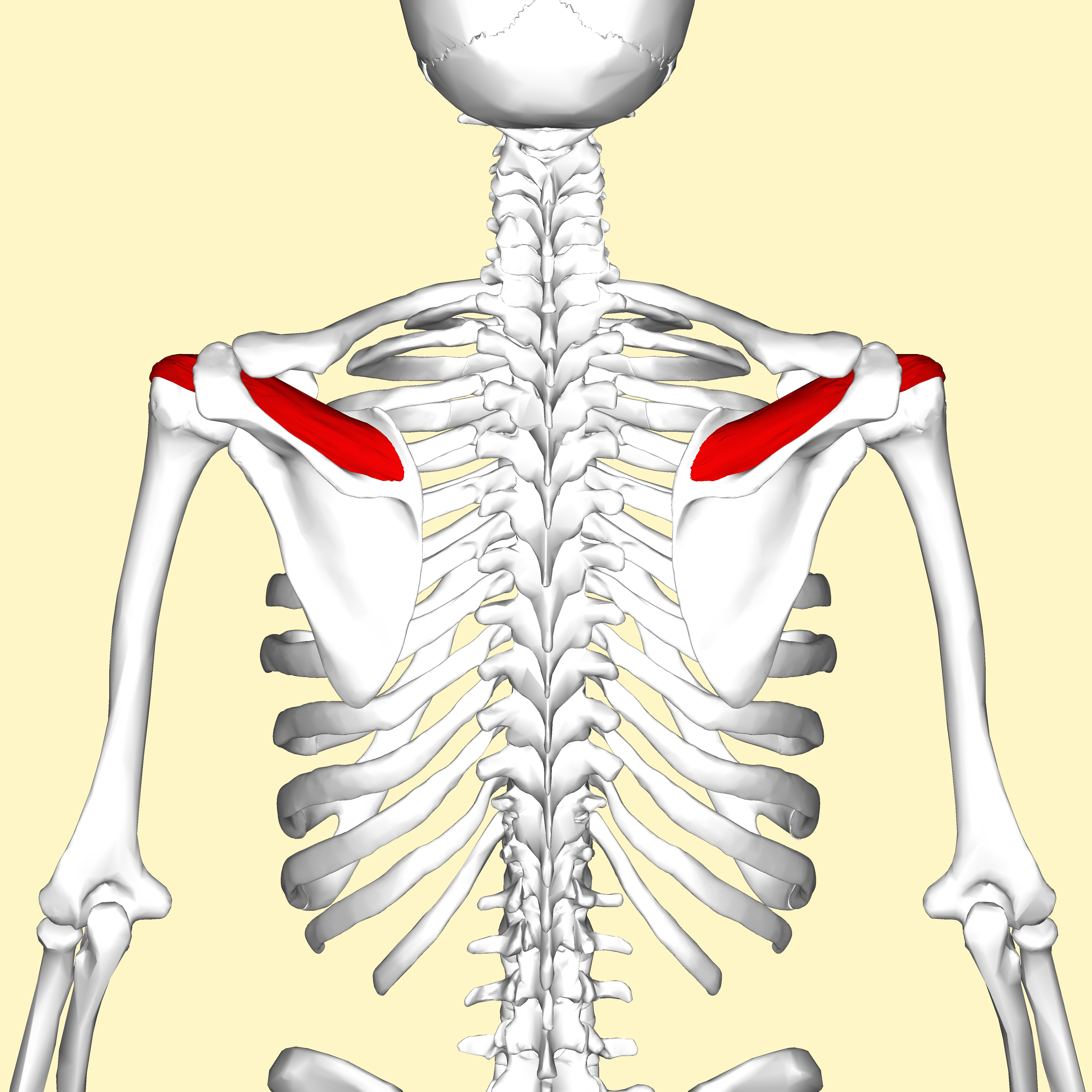 <p>Supraspinatus actions</p>
