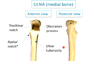 <ul><li><p>for the radius to fit into on the ulna - head of the radius articulates here</p></li></ul><p></p>