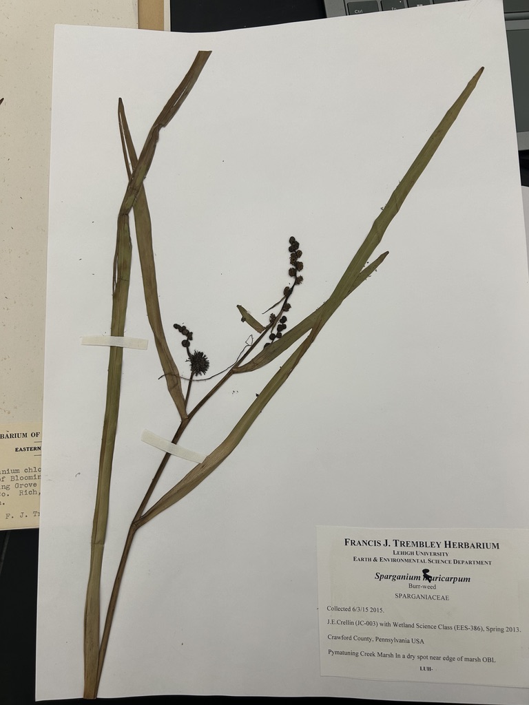 <p>Common bur-reed</p>
