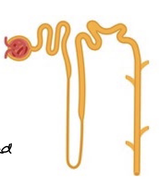 <p>Smallest unit in kidneys that form urine (start in cortex and go down into medulla until entering minor calyx)</p>