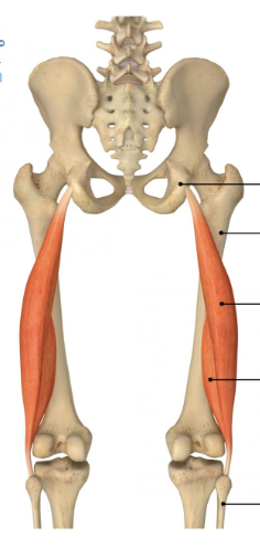 <p>Name &amp; function</p>