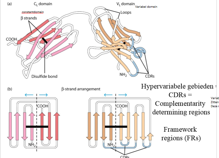 <p>herkenning gebeurt door CDRs van variabele domeinen:</p><ol><li><p>hebben 3 stukjes sequentie die hypervariabel zijn tussen verschillende soorten Igs</p></li><li><p>CDRs zitten ruimtelijk gezien in elkaars buurt</p></li><li><p>bij contact antigen: herkenning</p></li></ol><p></p>