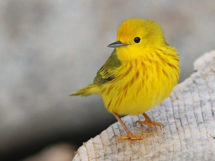 <p>northern yellow warbler </p><p>yellow all over except dark flight feathers <br>chestnut streak on breast </p>