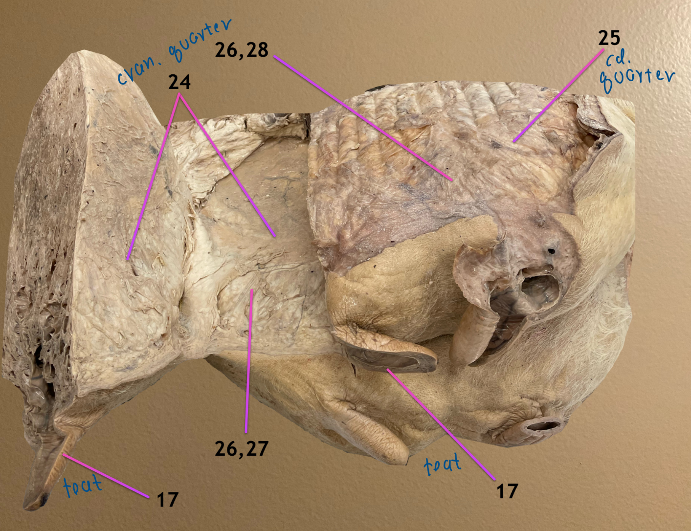 <p>cranial quarter cut &amp; reflected to expose midline of udder</p><p>.</p><p>label the entire structure 26</p><p>label the CT 27, 28</p>