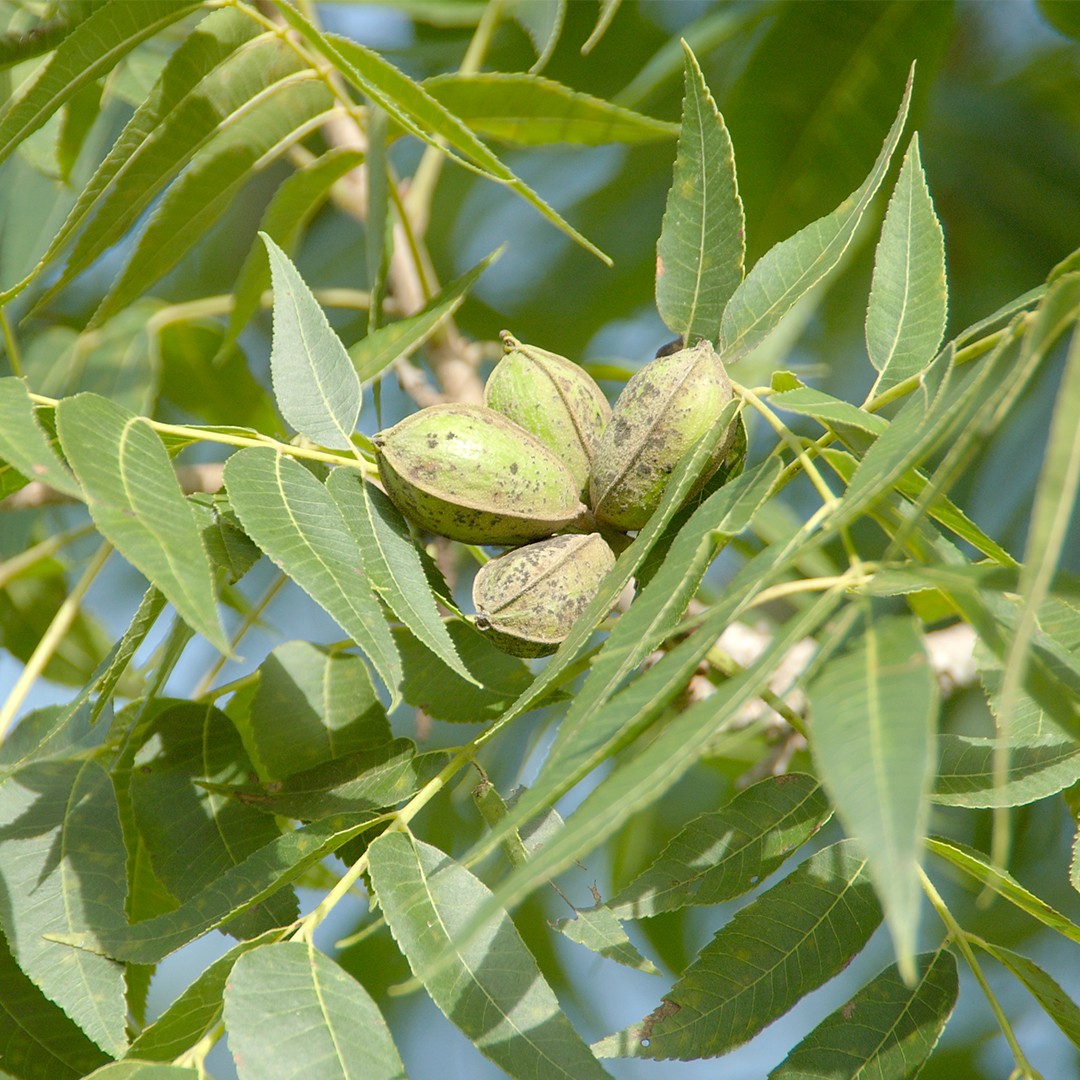 <p>pecan</p>