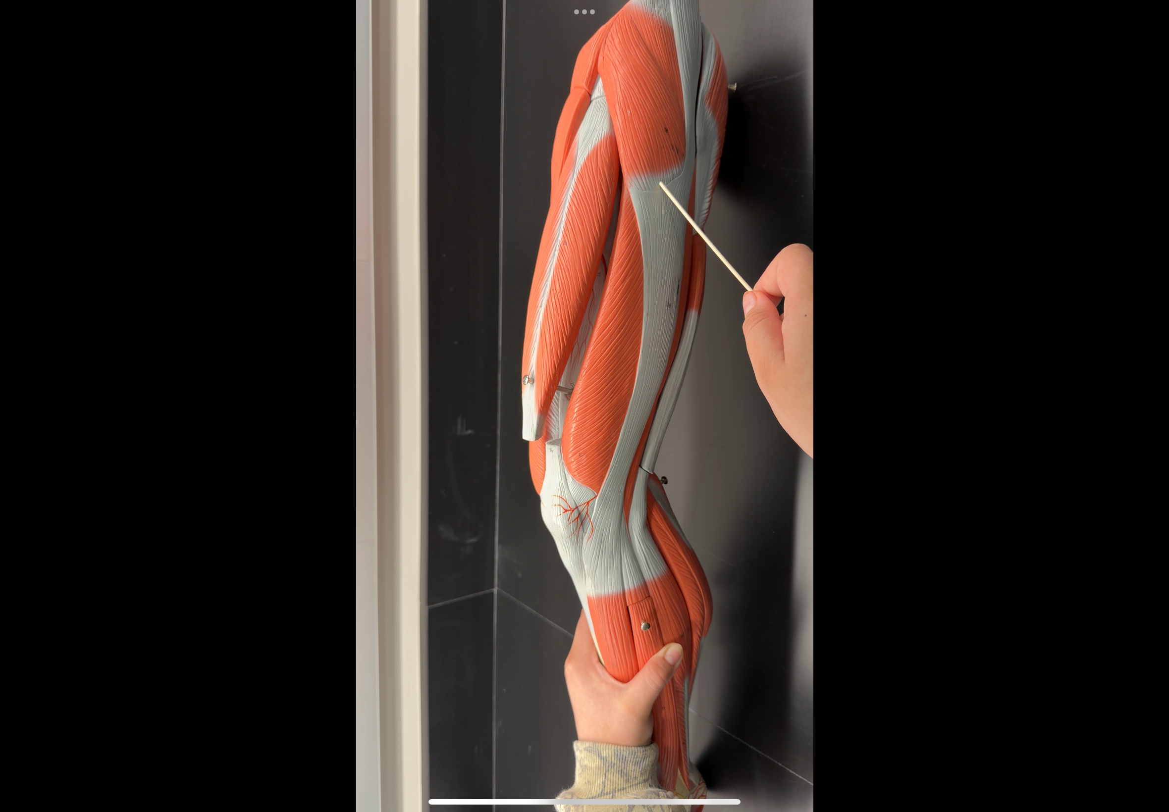 <p>name the muscle and its function</p>