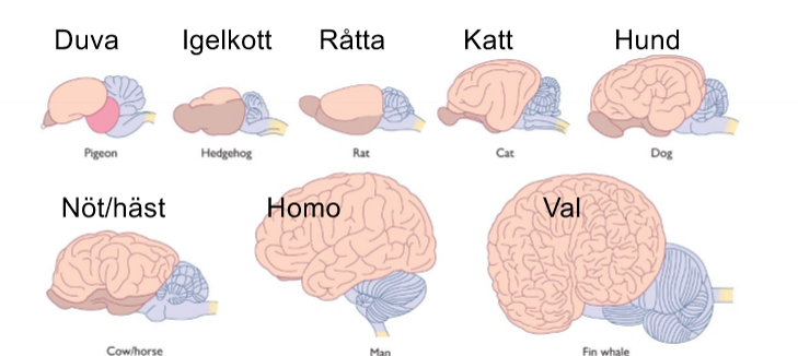<p>Brun, namn och beskrivning</p>